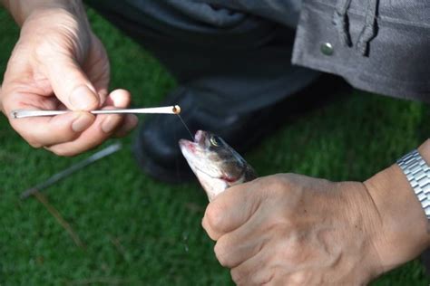 魚血|釣った魚は血抜きが必須！適切な血抜きの方法を覚え。